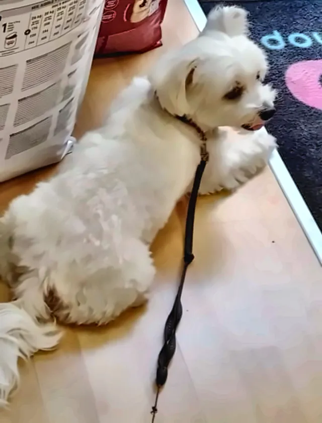 Bichón maltés en Nova's Pet Shop probando arnés con comodidad