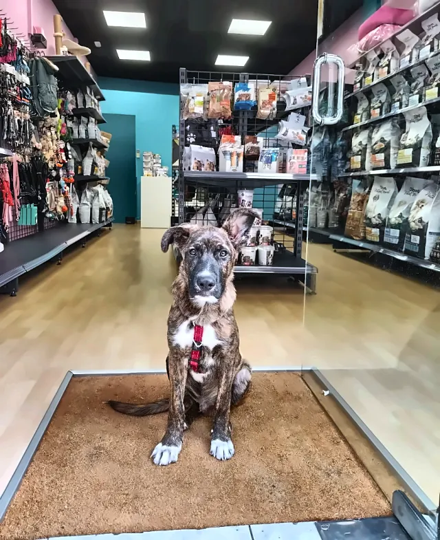 Cachorro sentado en la alfombra de entrada de Nova's Pet Shop