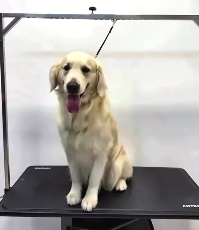 Golden retriever sentado en la mesa después de su baño en Nova's Pet Shop