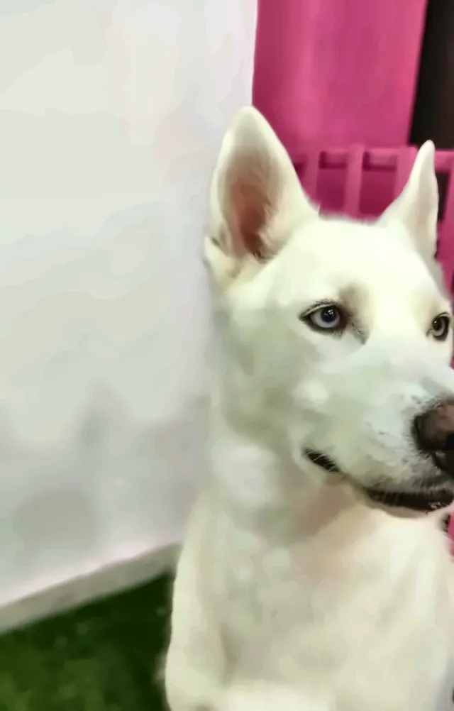 Husky blanca de ojos azules en la zona de baño de la tienda