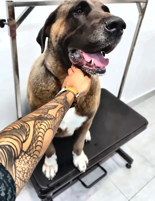 Mastín español sentado en la mesa después de un baño con mimos