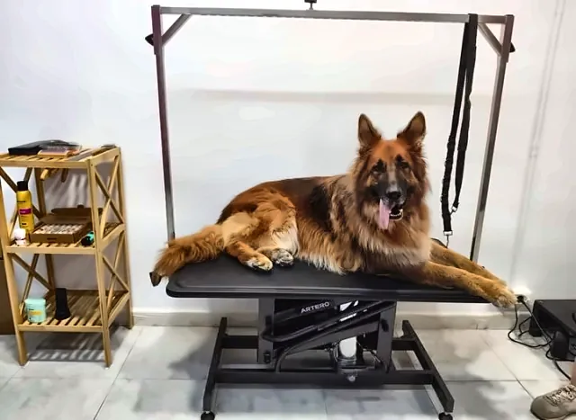 Pastor alemán tumbado en la mesa de secado de Nova's Pet Shop