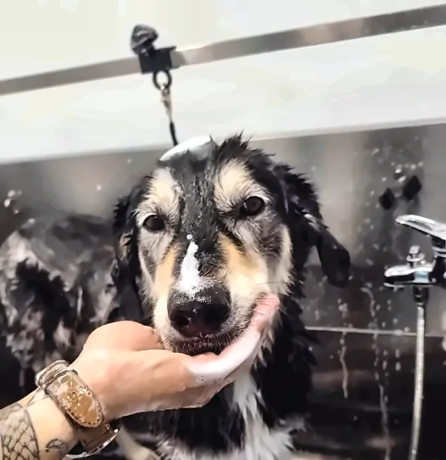 Perro mojado en la bañera recibiendo una caricia durante el baño