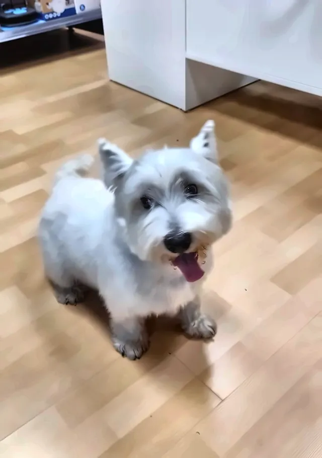 West highland terrier blanco y feliz después del baño